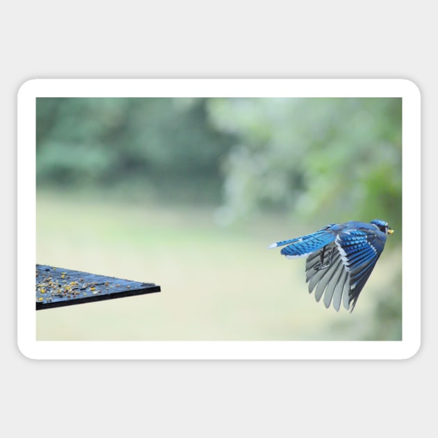 Bluejay in flight Sticker by LaurieMinor